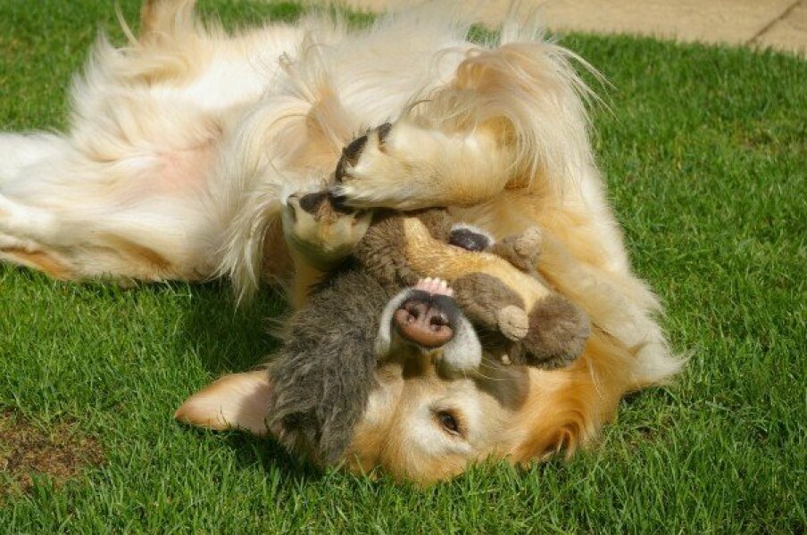 I wish I had never got a dog. 