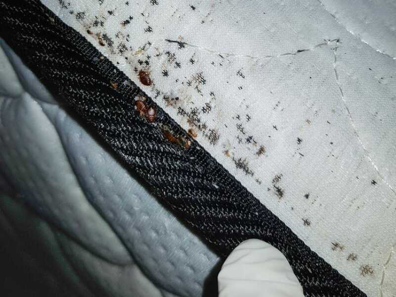 What is biting me? (Photos)