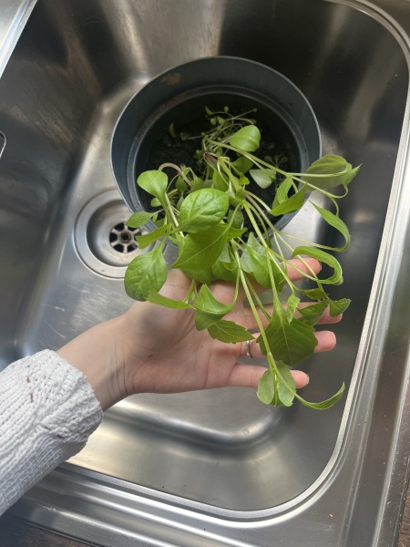 Next steps with my indoor seed plants