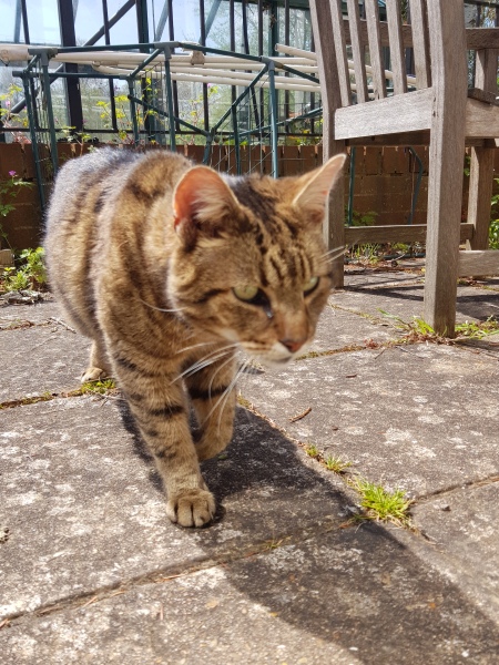 Thug cat part 5 - For he will not do destruction, if he is well-fed, neither will he spit without provocation.