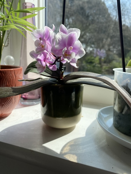 Thread 7 - TalkLair: “In fact it’s an oblate spheroid”