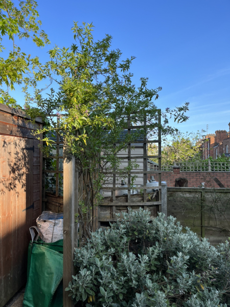 Help-climber has outgrown trellis!