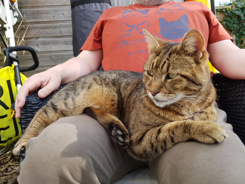 Thug cat part 5 - For he will not do destruction, if he is well-fed, neither will he spit without provocation.