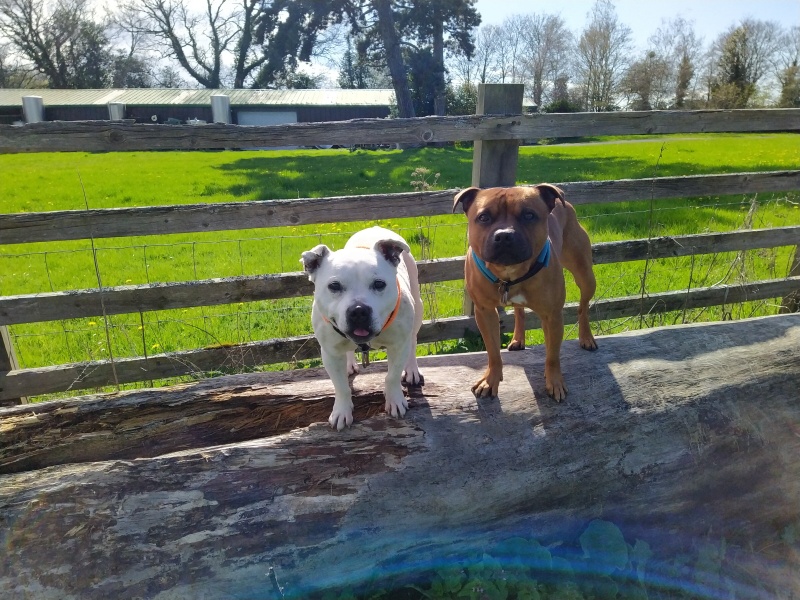 Can we share dog pictures?