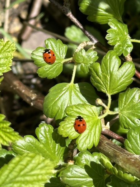 Thread 45 GCSE Covid Cohort - Bunnies bouncing into Spring