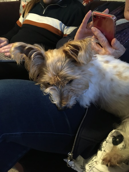 Best small dog breed for first timer 