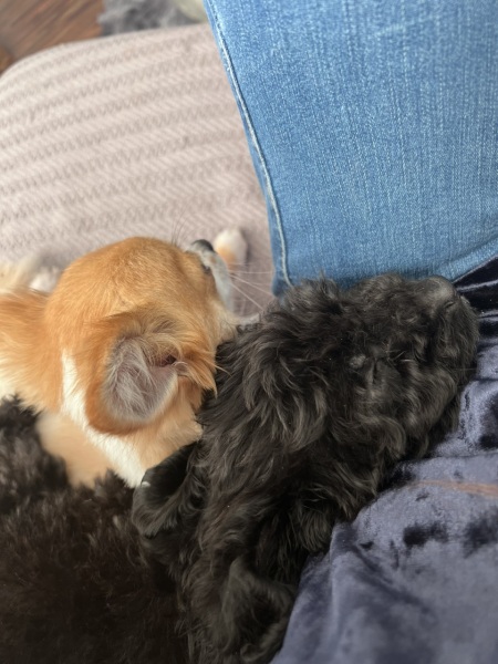 What dog is this??