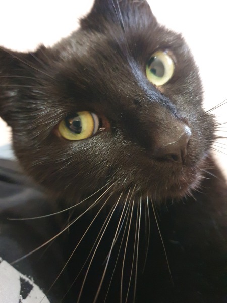 How many black cats...