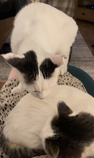 White cats, or any cats, really...