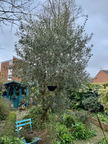 Any hope for my olive trees