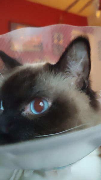 Adopting a rescue ragdoll