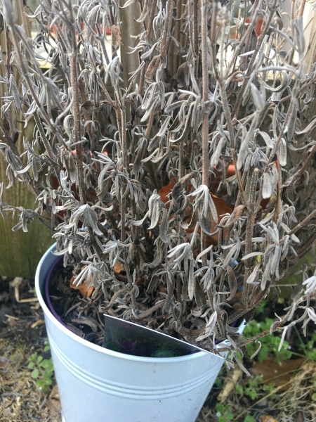 Help with French Lavender 