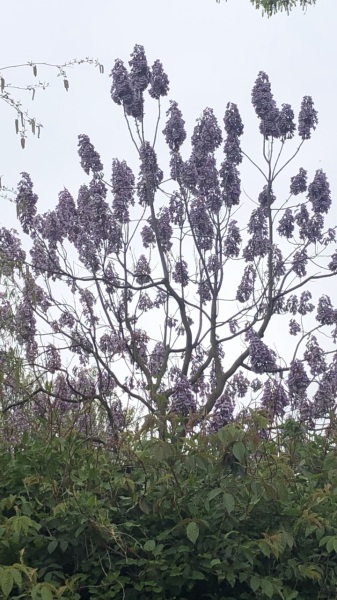 What is this tree with purple flowers