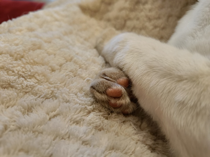 Toe Beans 