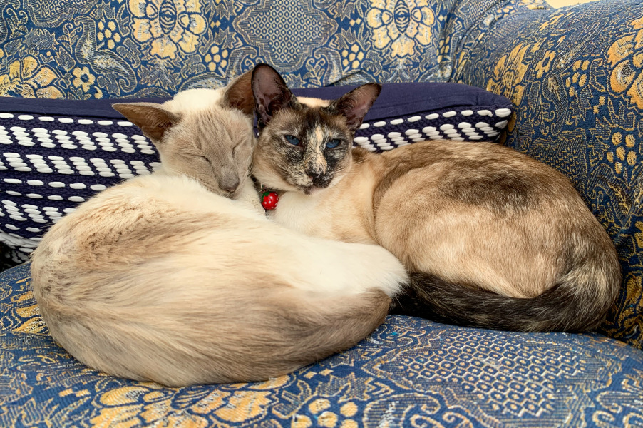 Things we love about cats
