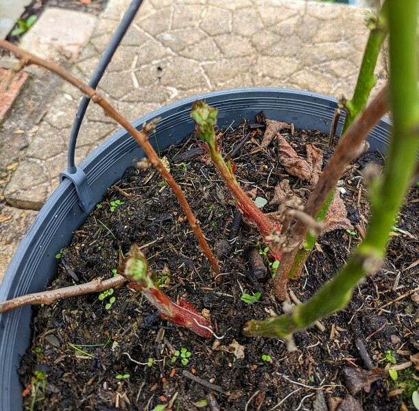 Weed or fruit plant? 