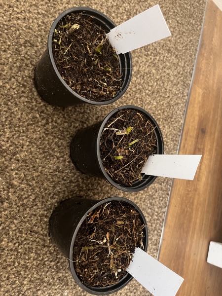 Would you be happy with these plants from crocus? 
