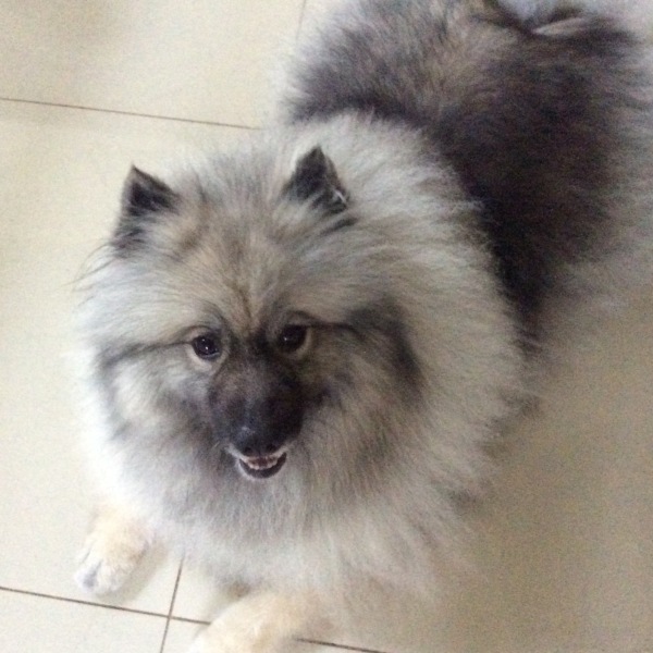 What do you call your dog…?