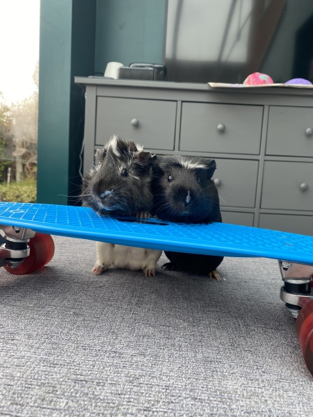 This is the Guinea pigs fault isn’t it? 