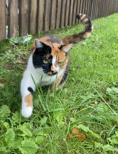 To let my fucking cat take his chances??