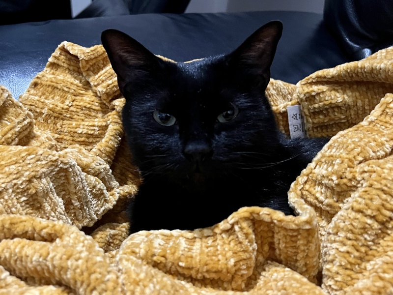 Advice for new cat mum please