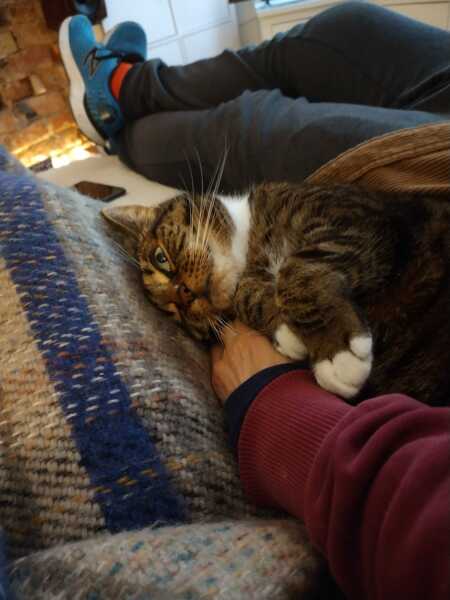 How to get the effing cat into the effing box