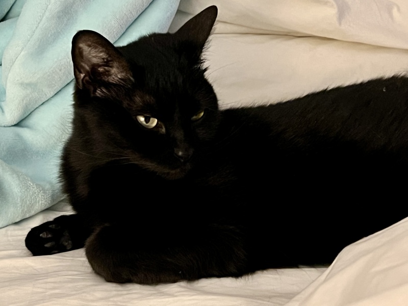 Advice for new cat mum please