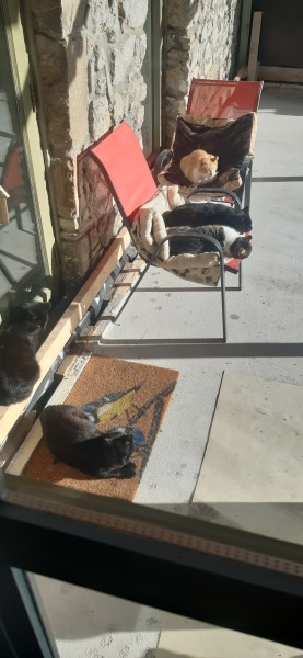 How many black cats...