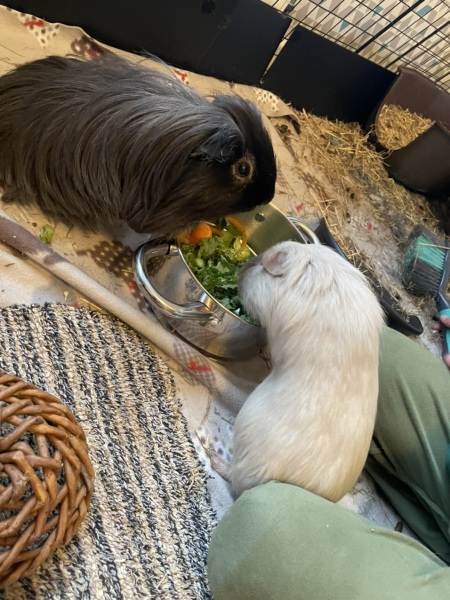 Bonded male Guinea pigs in same room as females?