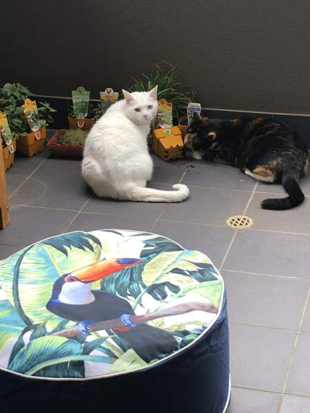 White cats, or any cats, really...