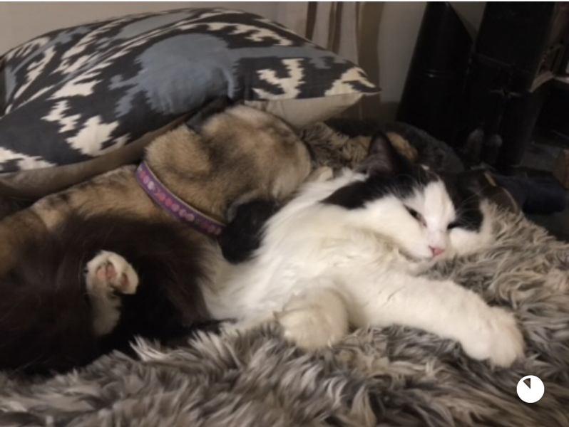 White cats, or any cats, really...