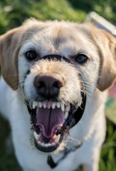 A plea to dog-owners 