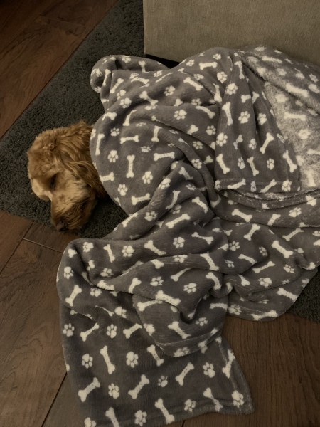 Getting puppy in 1.5 weeks but having anxiety about it