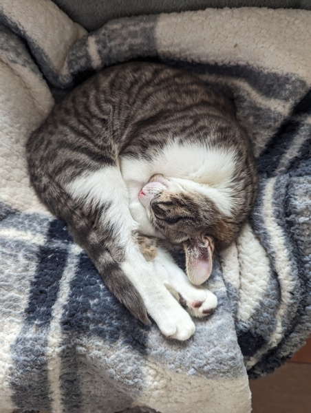 What's going on with my little kitten??