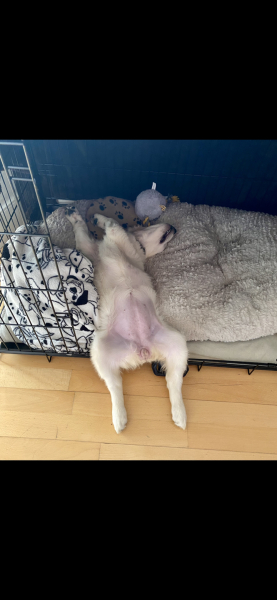 Puppy Survival Thread - as we approach Fireworks night for the first time…