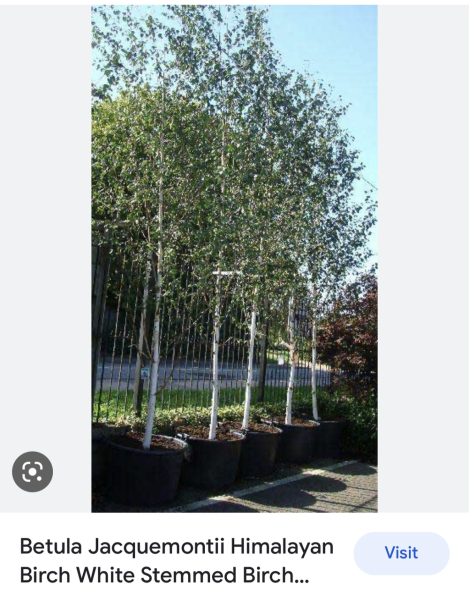 Neighbour wants tree cut down