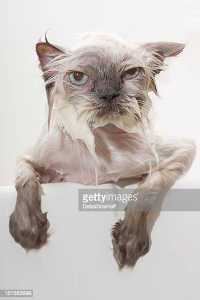 How do I remove sinister Santa outfit from a cactus?