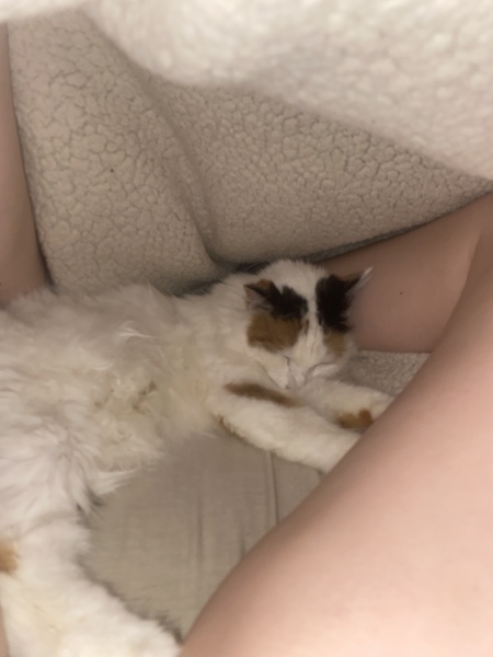I think I've joined a cult and my cat is the leader.