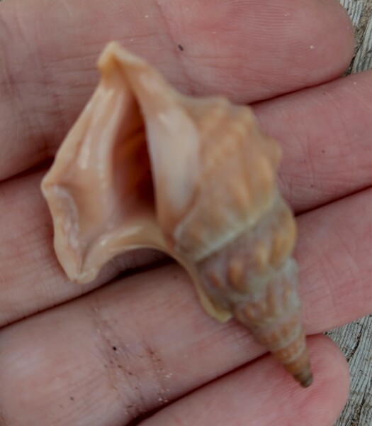 Any conchologists about?
