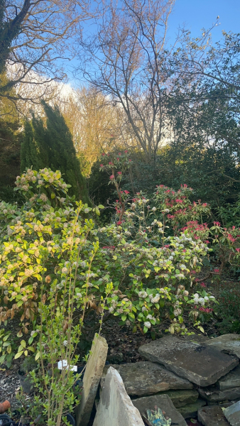 Pieris “Mountain Fire” as a hedge? 