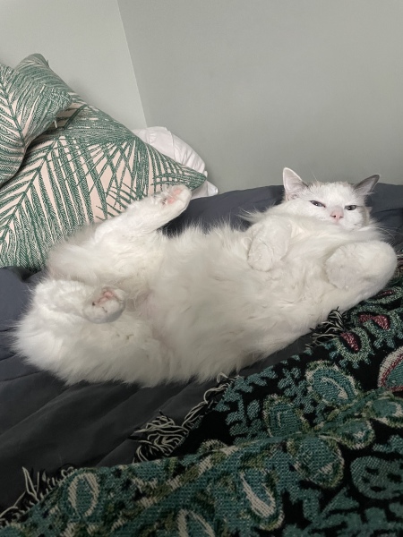 White cats, or any cats, really...