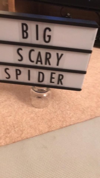 He stepped on a spider 