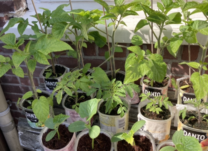 The Vegetable Patch Mark 2