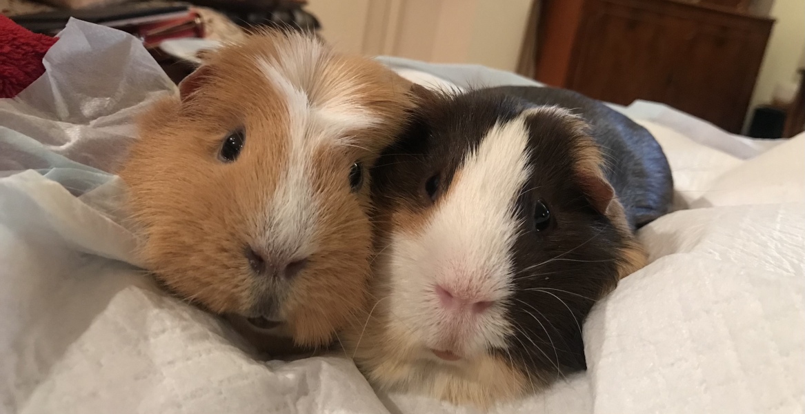 A genuine Guinea pig thread!!! 