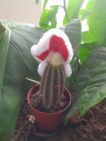 How do I remove sinister Santa outfit from a cactus?