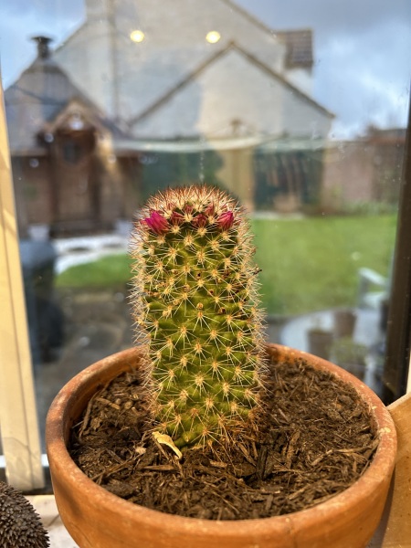 How do I remove sinister Santa outfit from a cactus?