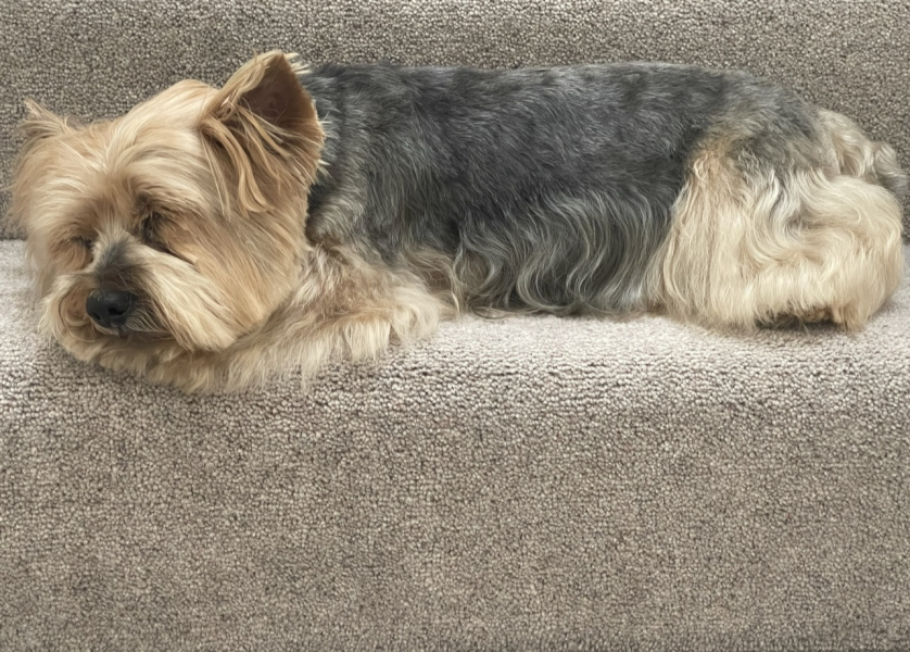 Best small dog breed for first timer 