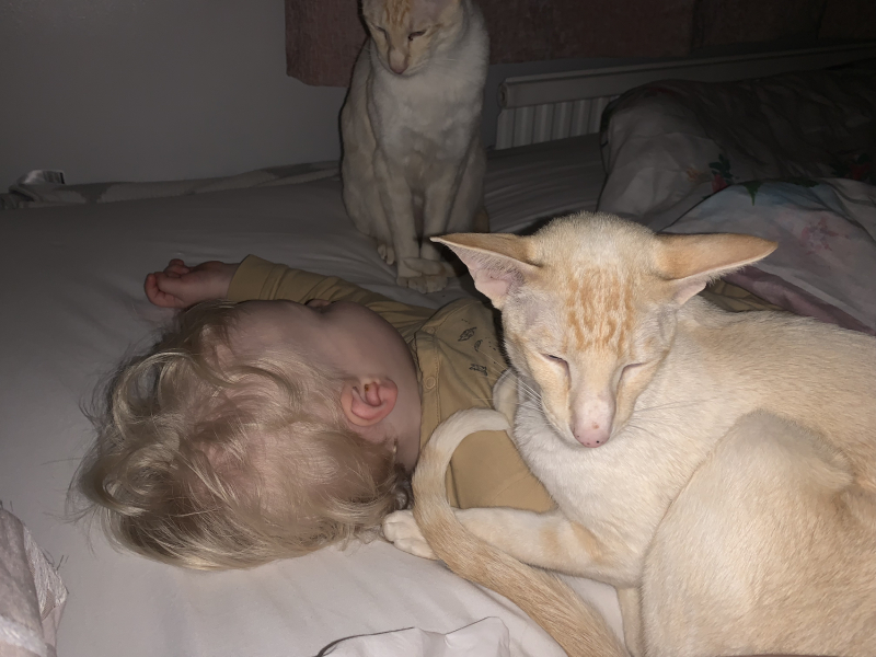 Cat owners: what do I need to know? 