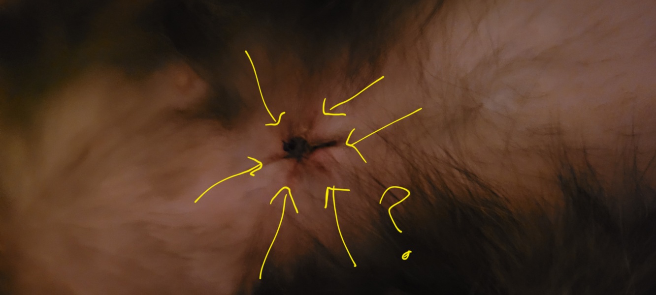 I NEED TO REMOVE SPAY STITCHES..ANY VETS ON HERE?