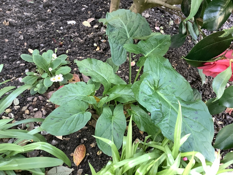 Weed or Plant??